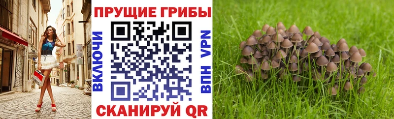 МЕГА зеркало Алдан Галлюциногенные грибы Psilocybine cubensis хочу наркоту
